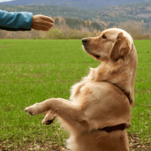 addestramento del cane da casa