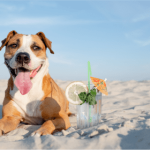 spiagge dog-friend