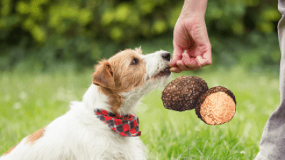 come addestrare un cane da tartufo