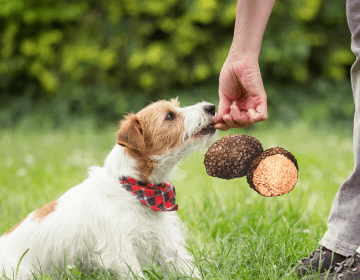 come addestrare un cane da tartufo